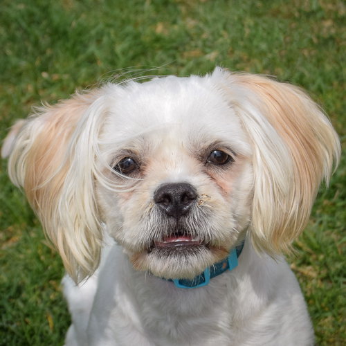 King, an adoptable Shih Tzu in Huntley, IL