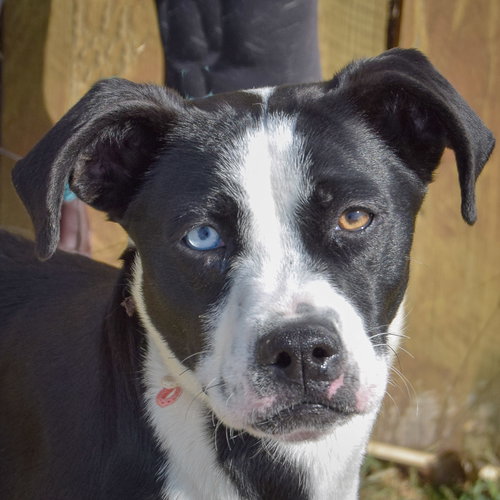 Sable, an adoptable Black Labrador Retriever in Huntley, IL