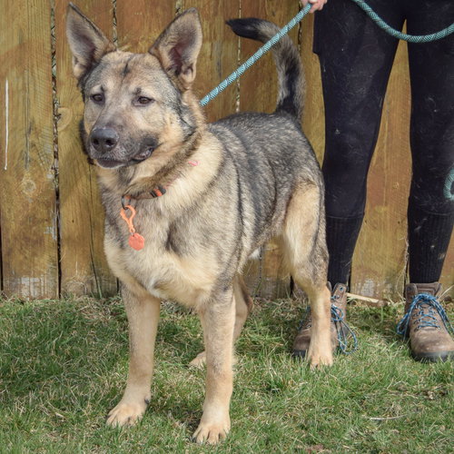Photo 4 of Kash