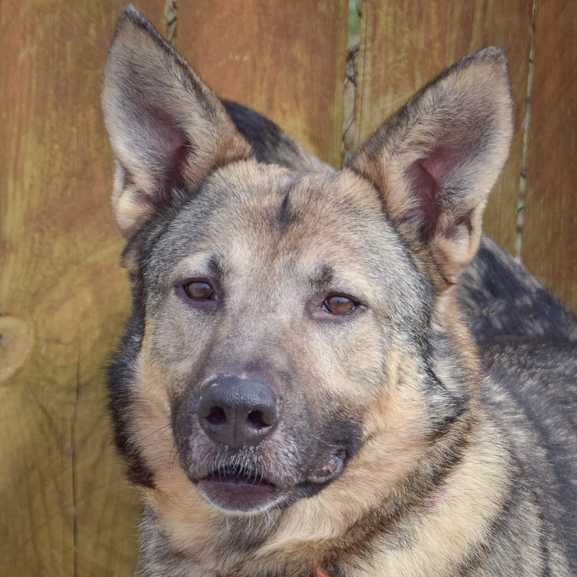 Kash - German Shepherd Dog