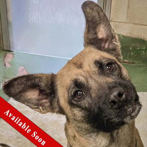 picture of the dog needing adoption