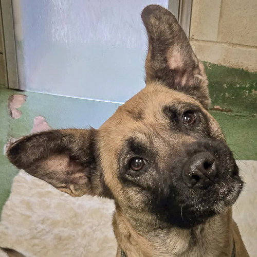 picture of the dog needing adoption