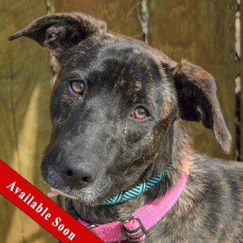 Mia, an adoptable Dutch Shepherd in Huntley, IL