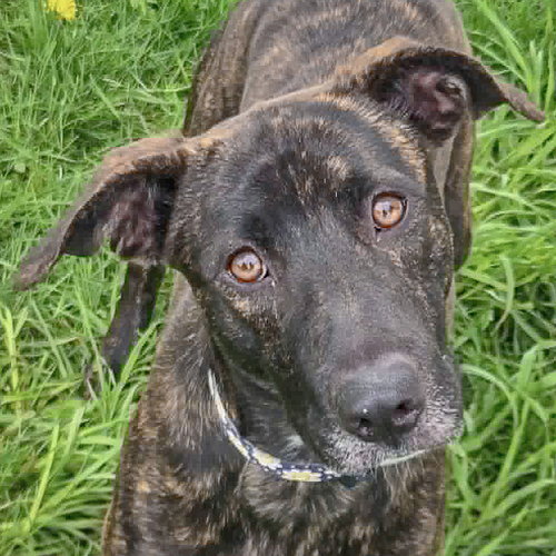 Mia, an adoptable Dutch Shepherd in Huntley, IL