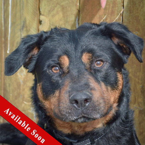 picture of the dog needing adoption