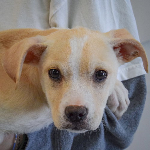 Delilah, an adoptable Labrador Retriever in Huntley, IL