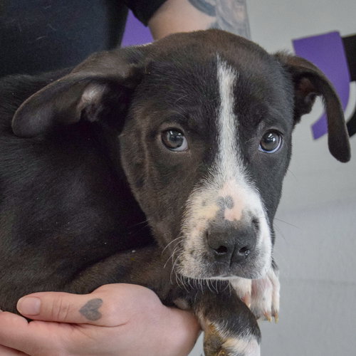 Junior, an adoptable Labrador Retriever in Huntley, IL