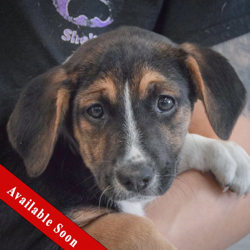 Darling, an adoptable Beagle in Huntley, IL