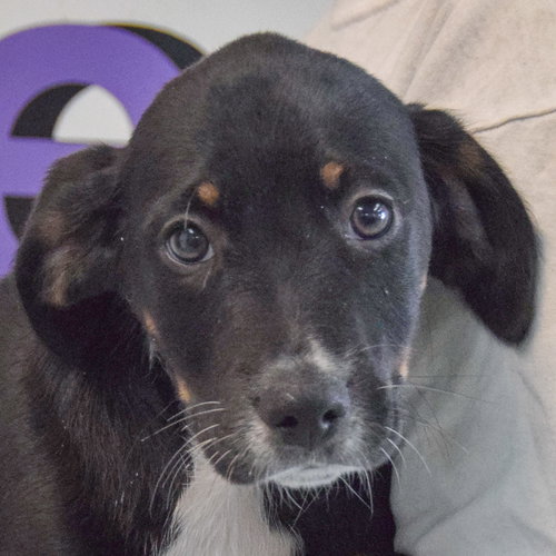Sherlock, an adoptable Beagle in Huntley, IL