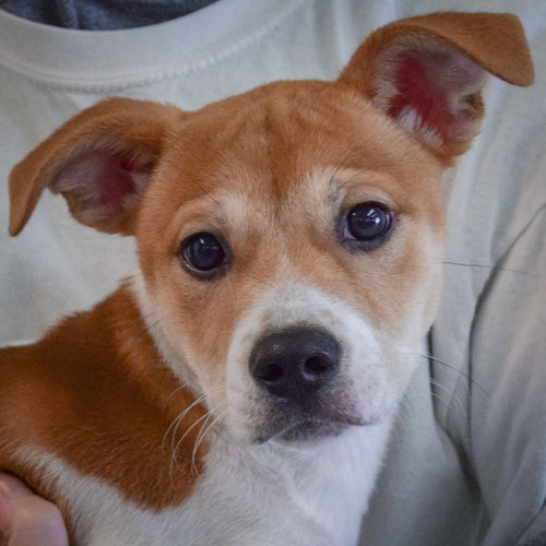 Cottage, an adoptable Jack Russell Terrier in Huntley, IL