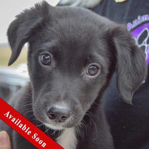 Clark, an adoptable Black Labrador Retriever in Huntley, IL