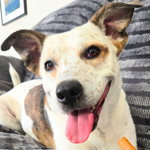 Zee, Red Heeler / English Pointer / Mixed