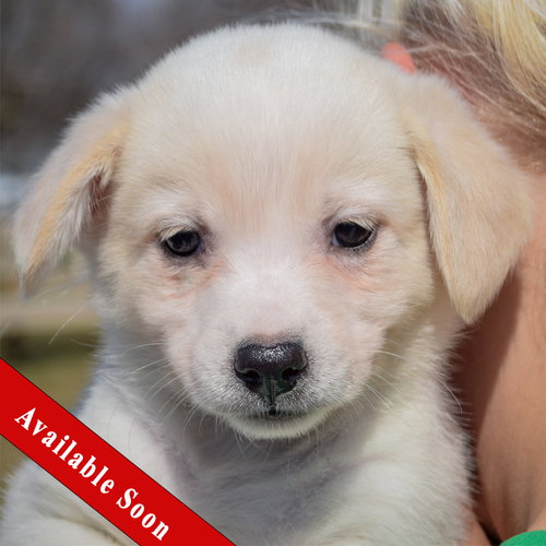 Moon, an adoptable Corgi in Huntley, IL