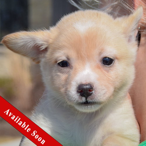Nebula, an adoptable Corgi in Huntley, IL
