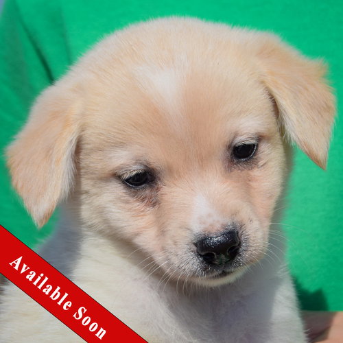 Nova, an adoptable Corgi in Huntley, IL