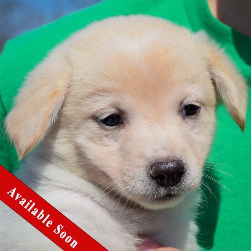 Orbit, an adoptable Corgi in Huntley, IL