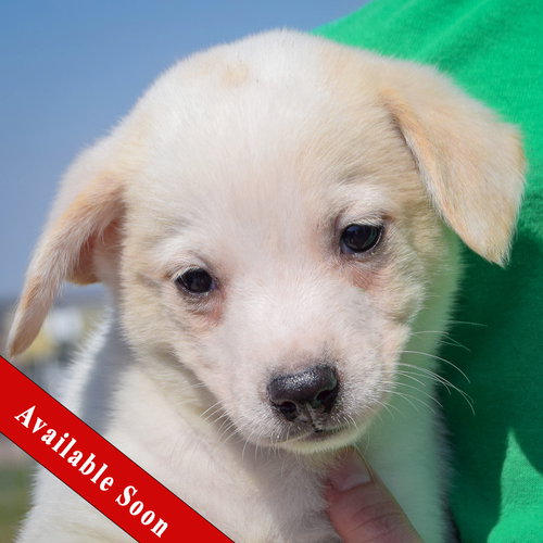 Pluto, an adoptable Corgi in Huntley, IL