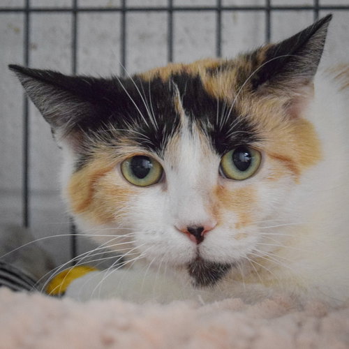 Infiniti, Young Calico / Domestic Short Hair / Mixed (short coat), cat for adoption in Orland Park, Illinois