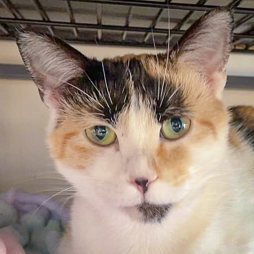 Infiniti, Young Calico / Domestic Short Hair / Mixed (short coat), cat for adoption in Des Plaines, Illinois