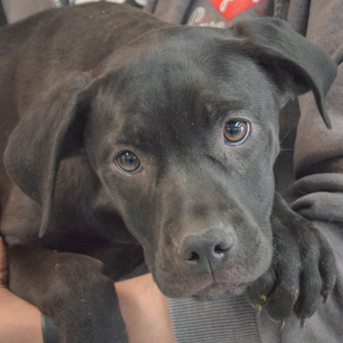 Vivi, an adoptable American Staffordshire Terrier in Huntley, IL