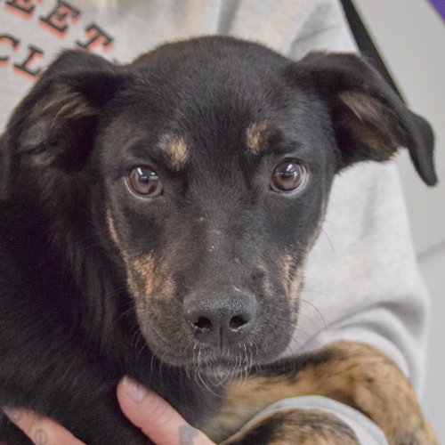 Mochi, an adoptable German Shepherd Dog in Huntley, IL