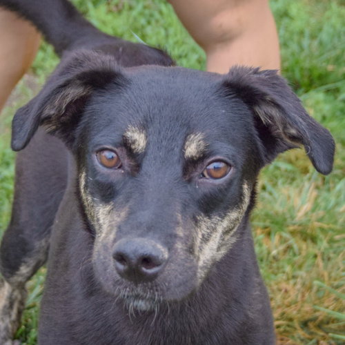 Mochi, German Shepherd Dog / Cattle Dog / Mixed