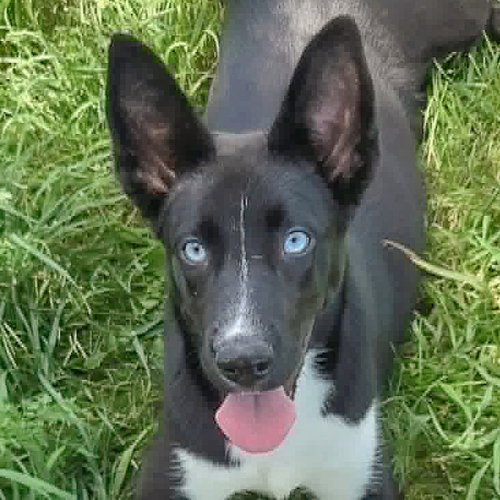 Bluebell, an adoptable Husky in Huntley, IL