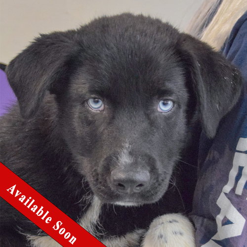 Pauly, an adoptable Husky in Huntley, IL