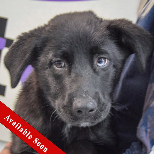 Serenity, an adoptable Husky in Huntley, IL