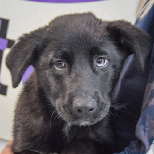 Serenity, an adoptable Husky in Huntley, IL