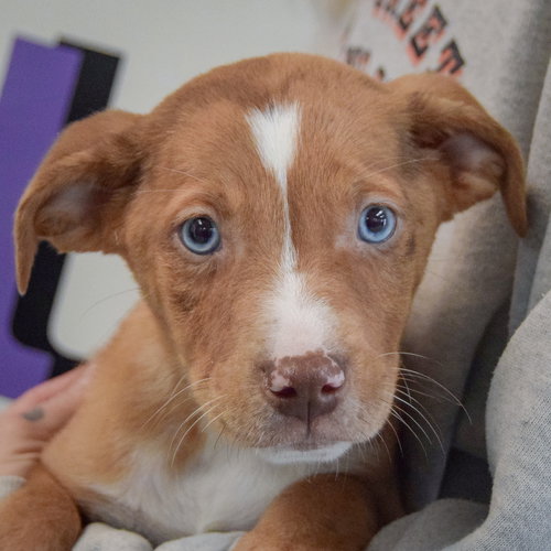 Polka Dot, an adoptable Labrador Retriever in Huntley, IL
