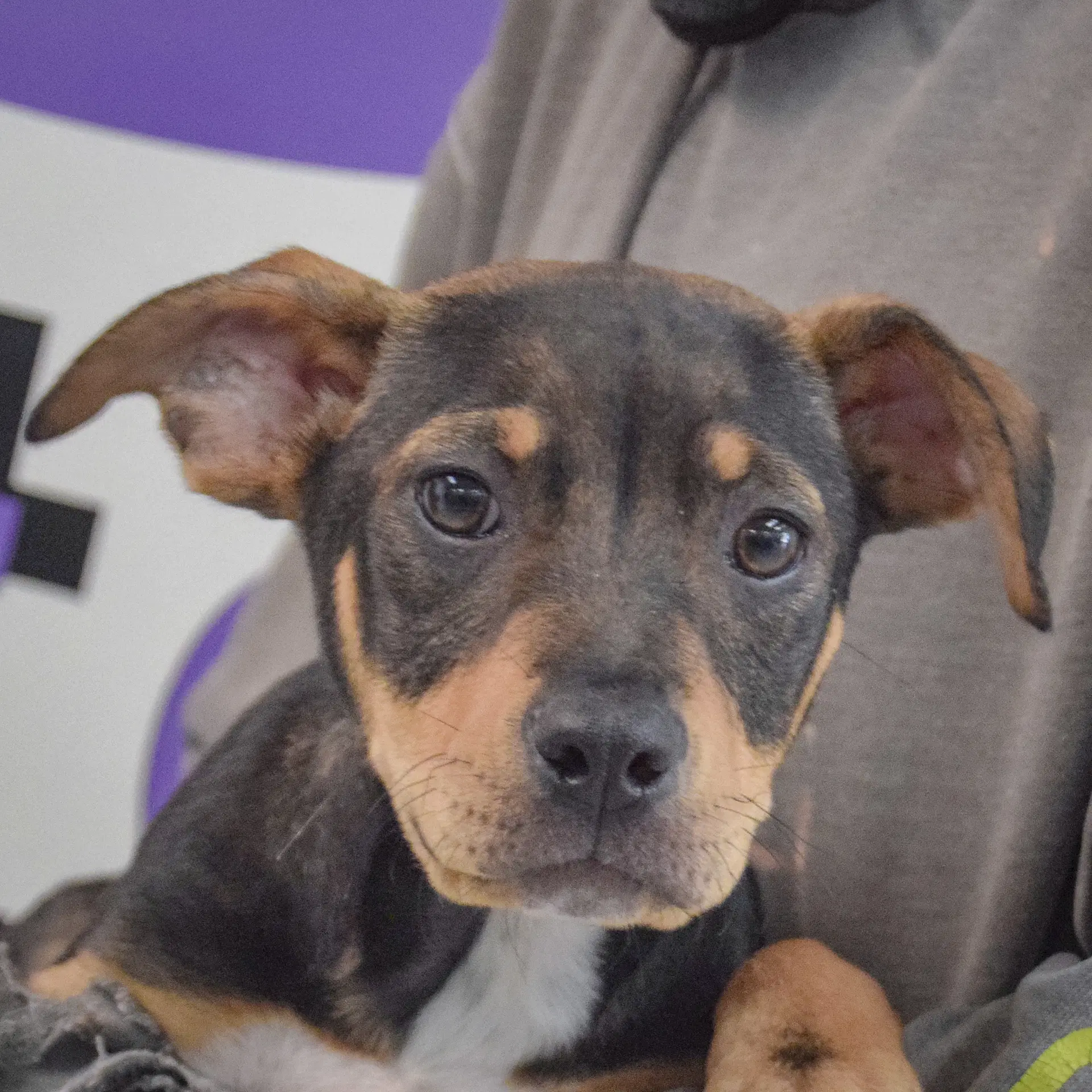 Merlot - Manchester Terrier