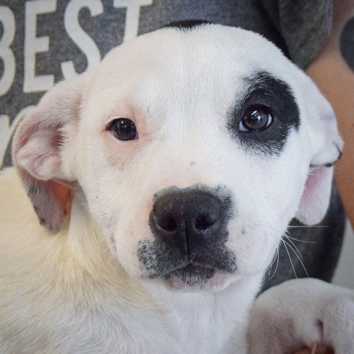 Eva, an adoptable American Staffordshire Terrier in Huntley, IL