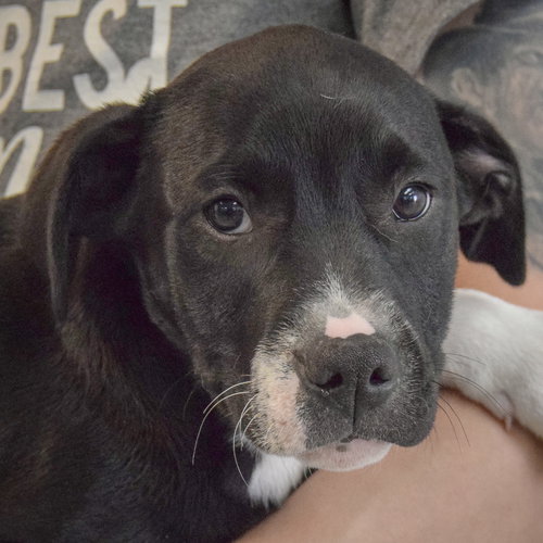 Fraizer, an adoptable American Staffordshire Terrier in Huntley, IL