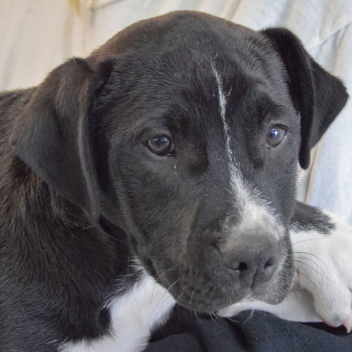 Marlon, an adoptable American Staffordshire Terrier in Huntley, IL