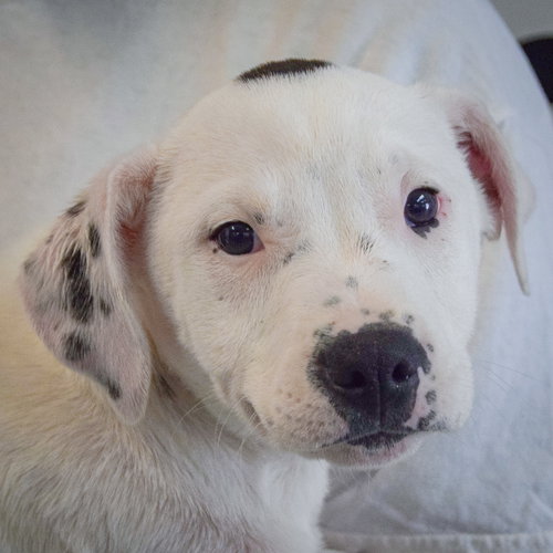 Mason, an adoptable American Staffordshire Terrier in Huntley, IL