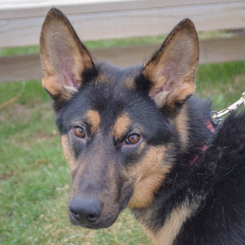 picture of the dog needing adoption