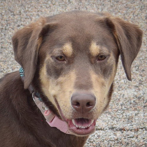 Draco, an adoptable Labrador Retriever in Huntley, IL