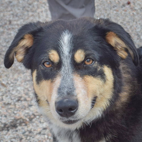 Indy, an adoptable Australian Shepherd in Huntley, IL