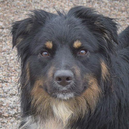 Riley, an adoptable Australian Shepherd in Huntley, IL