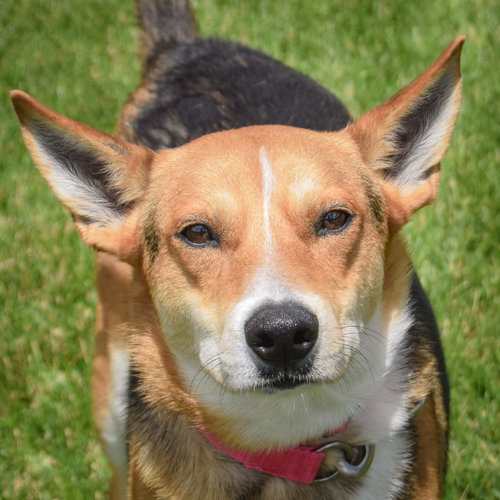 Cluckers, an adoptable German Shepherd Dog in Huntley, IL