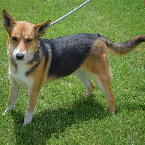 Cluckers, an adoptable German Shepherd Dog / Carolina Dog / Mixed at Animal House Shelter — photo 2