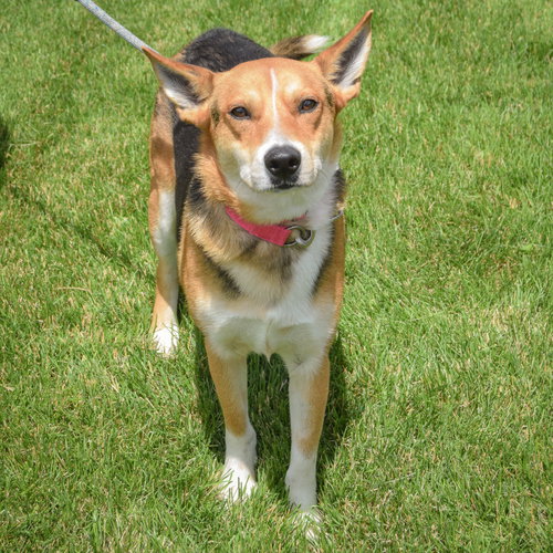 Cluckers, an adoptable German Shepherd Dog / Carolina Dog / Mixed at Animal House Shelter — photo 3