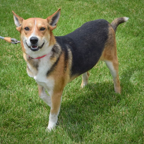 Cluckers, an adoptable German Shepherd Dog / Carolina Dog / Mixed at Animal House Shelter — photo 4