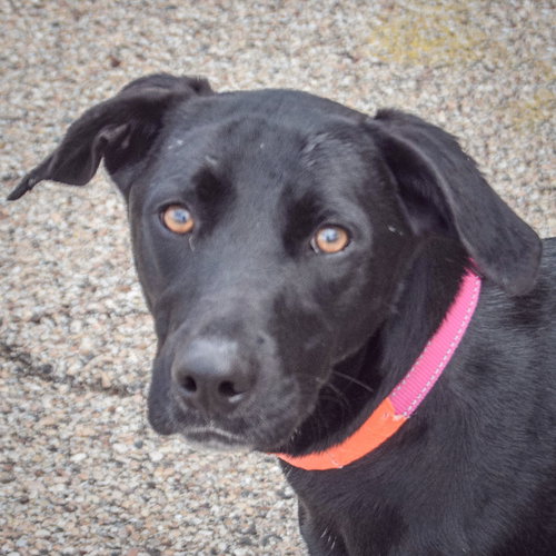 Hamish, an adoptable Black Labrador Retriever in Huntley, IL