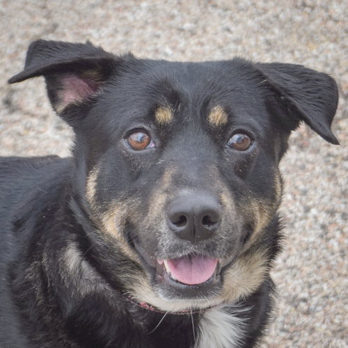 Lady Ophelia, an adoptable Cattle Dog in Huntley, IL