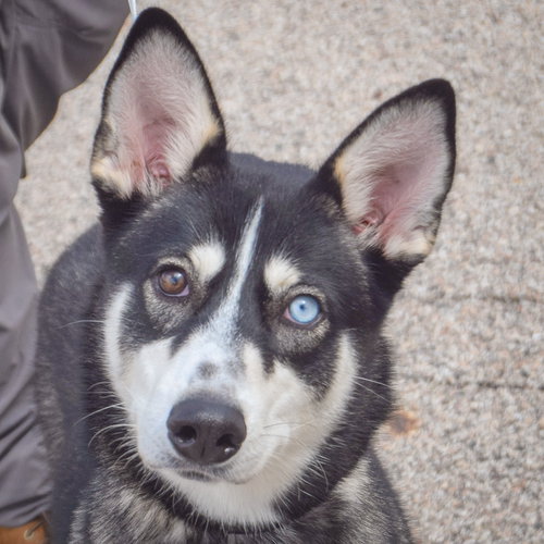 Melody, an adoptable Husky in Huntley, IL