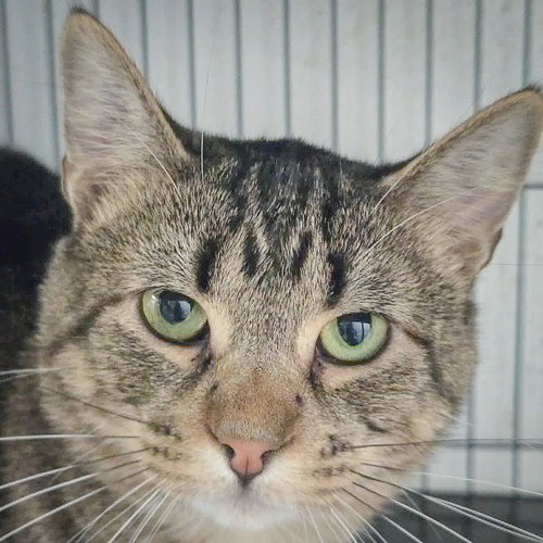 Jeep, Young Tabby / Domestic Short Hair / Mixed (short coat), cat for adoption in Orland Park, Illinois