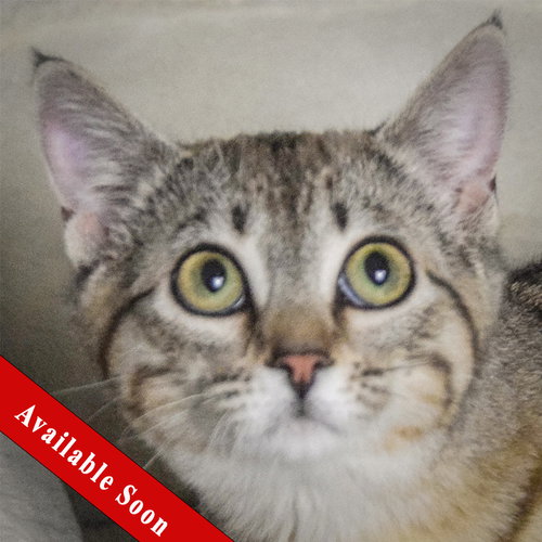 Sophie, Baby Tabby / Domestic Short Hair / Mixed (short coat), cat for adoption in Orland Park, Illinois