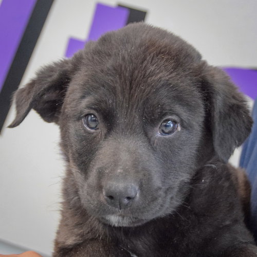 Sneaker, an adoptable Black Labrador Retriever in Huntley, IL
